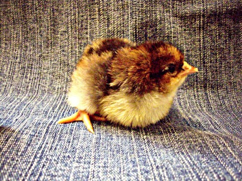 chick1