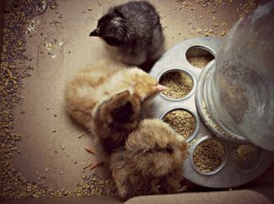 chicks2